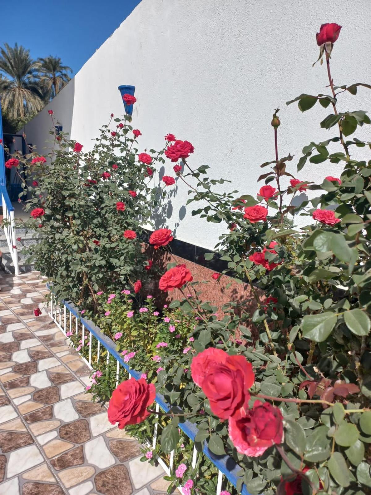 Villa Kaslan Apartments Luxor Ngoại thất bức ảnh
